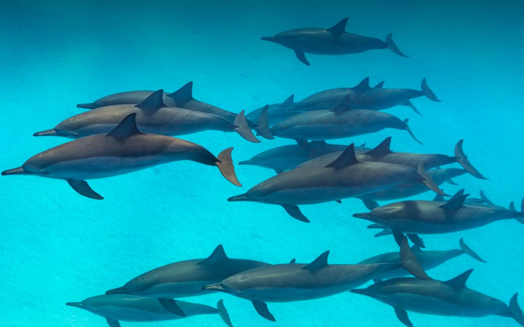 Dolphins @ Longy!