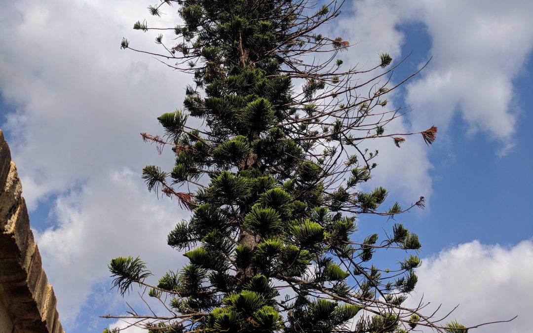 Who knows the story of the Longy Courtyard tree?